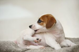 Cachorro mordendo a pata para tentar aliviar coceira intensa que é um sinal clínico comum em casos de atopia canina e alergias de pele.
