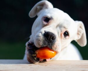Cachorro com tomate segurando tomate na boca para representar se o fruto pode ser comido por cães.
