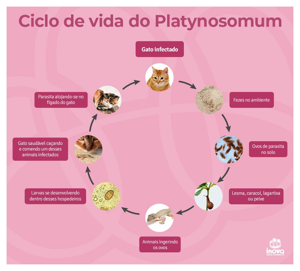 Ciclo de vida do Platynosomum
Gato infectado → ícone ou ilustração de um gato com símbolo de fezes →
Fezes no ambiente → ovos do parasita no solo
Moluscos/lagartixas/anfíbios → lesma, caracol, lagartixa ou peixe ingerindo os ovos
Larvas se desenvolvendo dentro desses hospedeiros
Gato saudável caçando e comendo um desses animais infectados
Parasita alojando-se no fígado e ductos biliares do gato