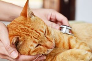 Gato laranja sendo avaliado com estetoscópio para verificar sintomas de asma felina que podem atacar o pulmão.