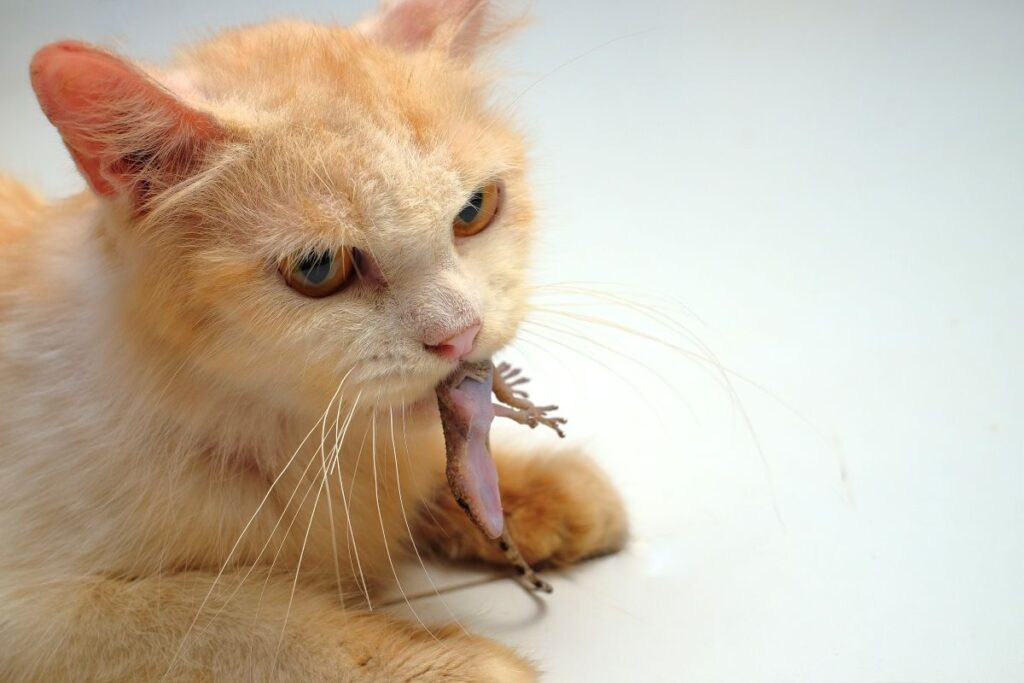 Gato segurando na boca uma lagartixa que é um dos transmissores de platinosomose felina.