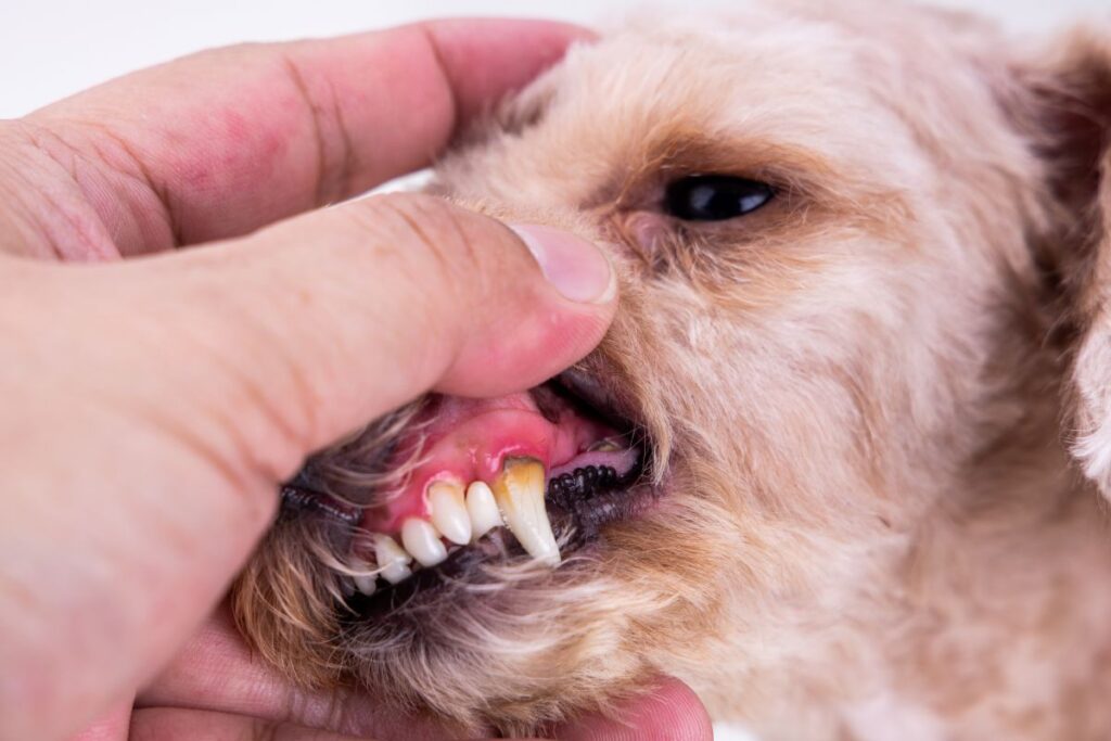 Mão de veterinário examinando os dentes de cão pequeno com tártaro visível destacando a importância do tratamento periodontal.