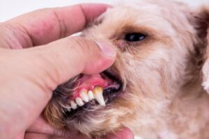 Mão de veterinário examinando os dentes de cão pequeno com tártaro visível destacando a importância do tratamento periodontal.
