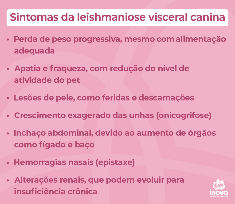 Sintomas da leishmaniose visceral canina Sintomas da leishmaniose visceral canina
Perda de peso progressiva, mesmo com alimentação adequada
Apatia e fraqueza, com redução do nível de atividade do pet
Lesões de pele, como feridas e descamações
Crescimento exagerado das unhas (onicogrifose)
Inchaço abdominal, devido ao aumento de órgãos como fígado e baço
Hemorragias nasais (epistaxe)
Alterações renais, que podem evoluir para insuficiência crônica