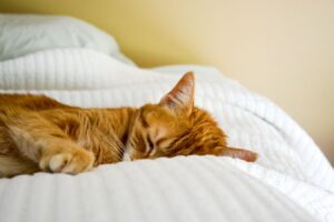 Gato laranja com sintomas de AIDS felina.