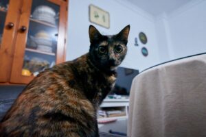 Gato com hiperestesia felina sentado em sofá.