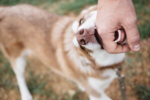 Cão mordendo a mão de um homem ao ar livre.