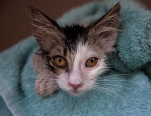 Gato filhote com rinotraqueíte felina envolto em cobertor.