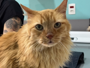 Gato laranja de pelos longos durante consulta no Inova Hospital Veterinário 24h, ilustrando os cuidados e o acompanhamento de felinos com FIV (AIDS felina).
