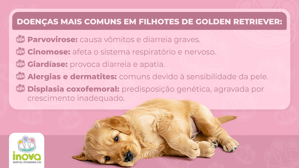 Doenças mais comuns em filhotes de Golden Retriever