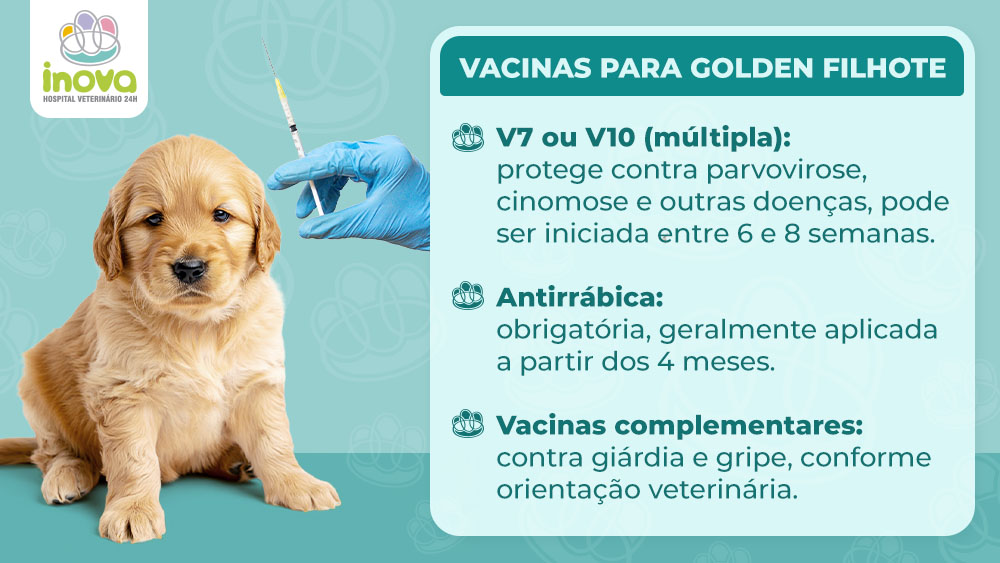 Vacinas para Golden Filhote Vacinas para Golden Filhote