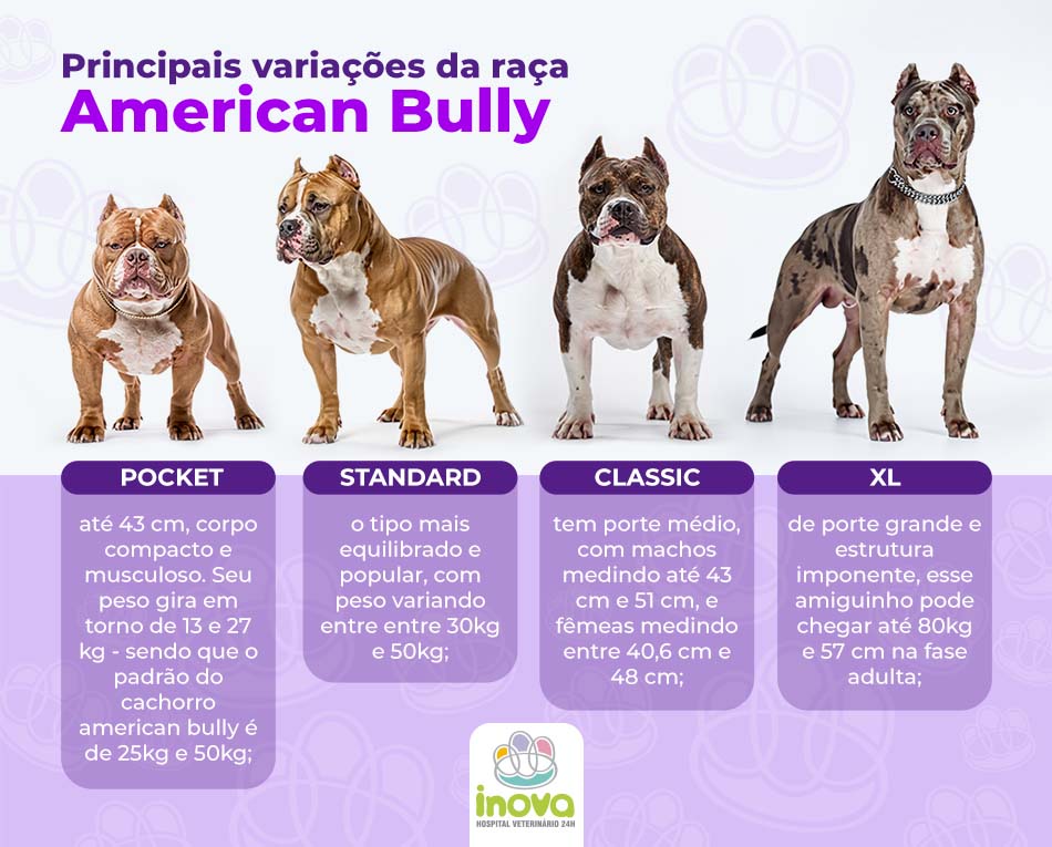 Principais variações da raça American Bully