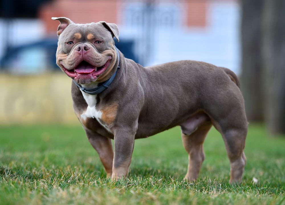 Um cão American Bully de porte musculoso e compacto, com pelagem cinza-azulada e marcações brancas, é retratado em pé sobre um gramado. O cão exibe uma expressão amigável e sorridente, com o focinho curto e largo, em um cenário externo.