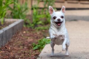 Cachorro Chihuahua de pelo longo sendo acariciado pelo tutor, simbolizando os cuidados e carinho com a raça.