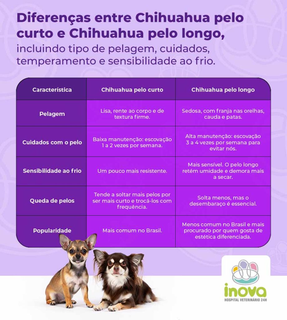 Chihuahua (chihuahua pelo curto x chihuahua  pelo longo)