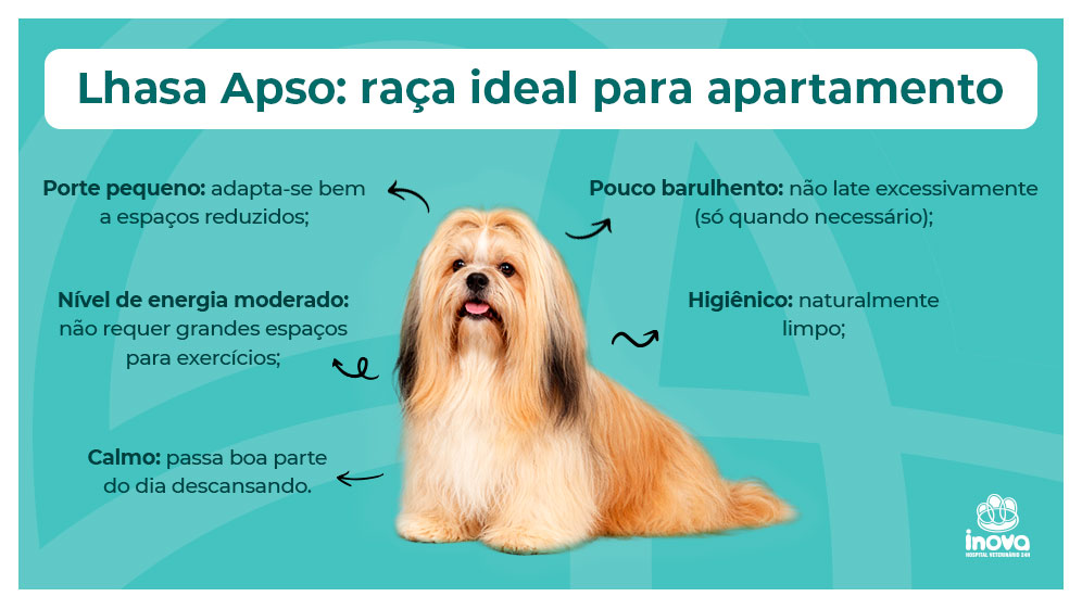 Infográfico sobre a raça Lhasa Apso como cão ideal para apartamento, mostrando um cachorro Lhasa Apso e destacando características como porte pequeno, pouco barulhento, calmo, higiênico e com nível de energia moderado.