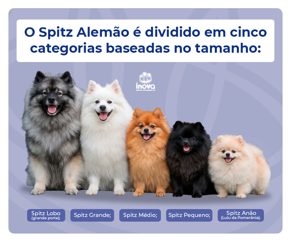 Cinco tipos de Spitz Alemão organizados por tamanho: Spitz Lobo, Spitz Grande, Spitz Médio, Spitz Pequeno e Spitz Anão Lulu da Pomerânia
