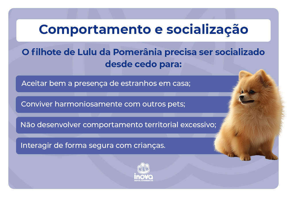 Infográfico sobre comportamento e socialização do Lulu da Pomerânia mostrando cachorro laranja e orientações para socialização desde cedo
