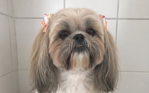 Close frontal de um cachorro da raça Lhasa Apso com pelagem longa e clara, adornos coloridos nas orelhas e expressão tranquila, posicionado diante de uma parede de azulejos brancos.