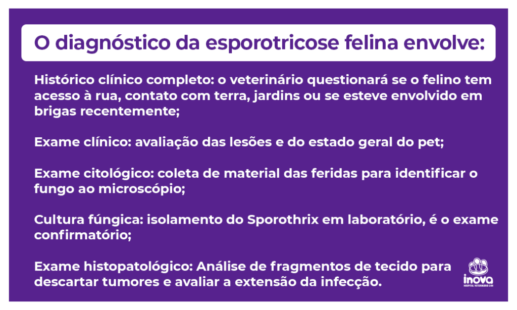 Infográfico explica como é feito o diagnóstico da esporotricose felina