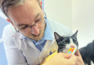 Veterinário examinando um gato durante atendimento clínico, com foco na avaliação da saúde da pele e possíveis lesões.