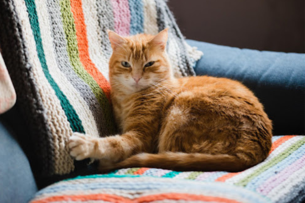 Gato gordo laranja deitado no sofá mostrando sinais de obesidade felina necessitando cuidados veterinários especializados