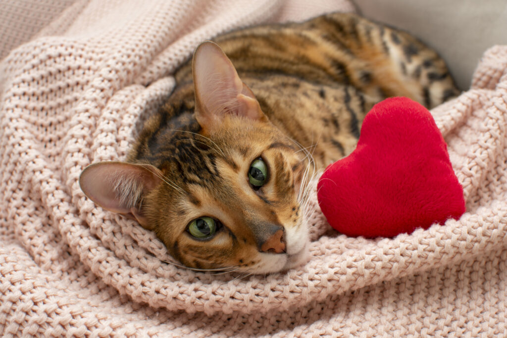Gato de olhos verdes envolto em manta rosa ao lado de um coração de pelúcia vermelho, representando o vínculo afetivo entre felinos e seus tutores.