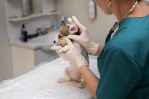 Cachorro sendo examinado por veterinário devido a suspeita de otohematoma na orelha, destacando necessidade de atendimento no Inova Hospital Veterinário.