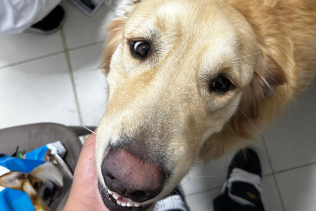 Cãozinho golden retriever recebendo carinho na recepção do Inova Hospital Veterinário 24h em Sorocaba, com expressão tranquila e acolhida pela equipe durante atendimento veterinário de emergência.