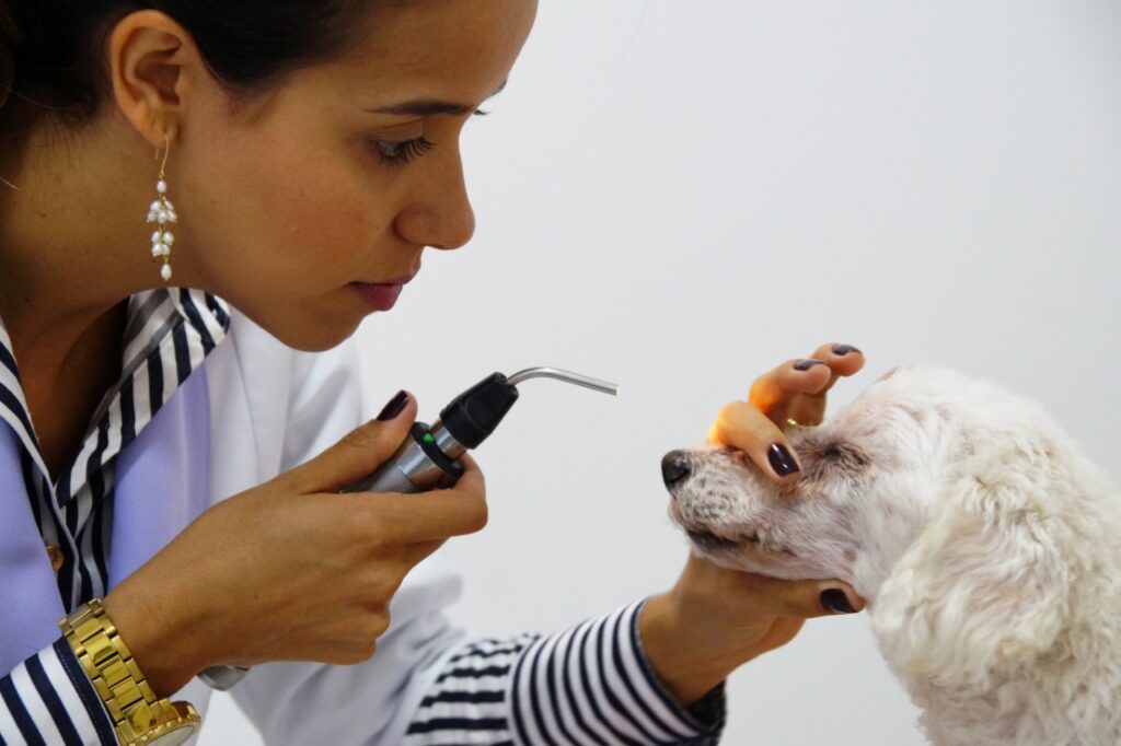 Veterinária examina o ouvido de um cachorro branco com otoscópio em atendimento clínico.