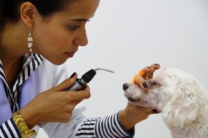Veterinária examina o ouvido de um cachorro branco com otoscópio em atendimento clínico.