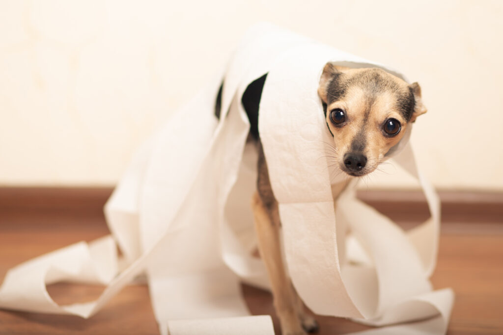 Cachorro pequeno envolto em papel higiênico no chão, com expressão de desconforto, ilustrando problemas intestinais como diarreia.
