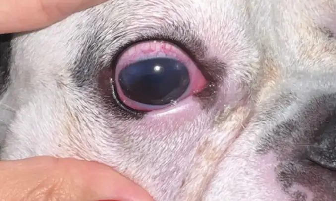 Close no olho vermelho e irritado de um cachorro durante avaliação veterinária.