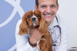 Veterinário sorridente segurando um cachorro da raça Cavalier King Charles Spaniel em ambiente clínico, com estetoscópio no pescoço e fundo claro de consultório veterinário.