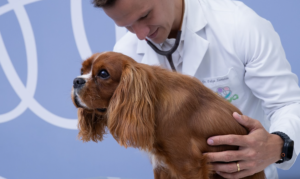 Médico-veterinário examina um cão de pequeno porte sobre uma mesa de atendimento, utilizando estetoscópio e apoiando uma das mãos no corpo do animal.