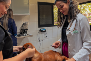 Médica veterinária e equipe do Inova Hospital Veterinário 24h realizam atendimento clínico em um cão sobre a mesa de exames, ilustrando o trabalho conjunto das especialidades veterinárias.