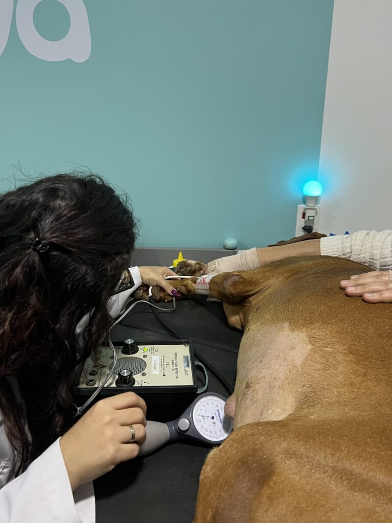 Profissional veterinária realiza exame em um cão deitado sobre uma mesa, utilizando equipamento Doppler e aparelho de medição, enquanto outra pessoa auxilia na contenção.