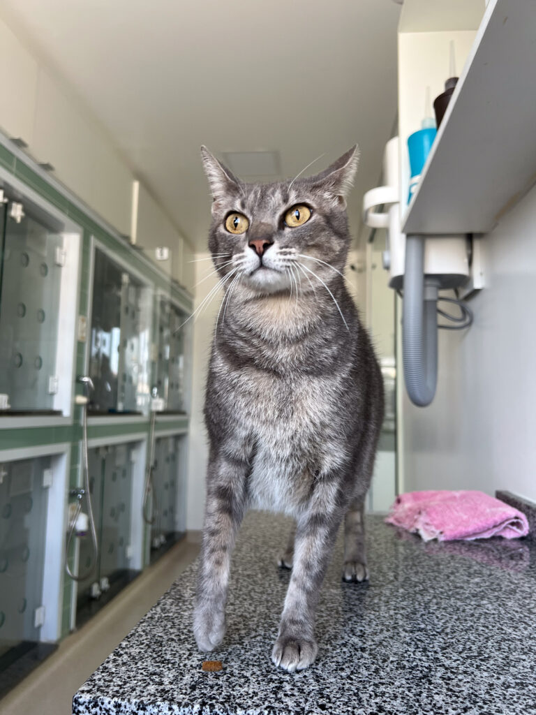 Gato cinza de olhos amarelos permanece em pé sobre uma bancada de atendimento veterinário, em ambiente clínico com estruturas de internação ao fundo.