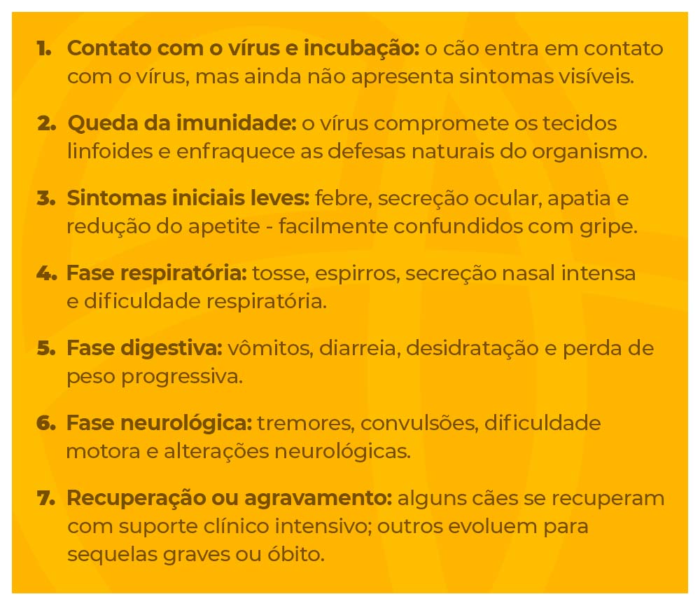 Infográfico em fundo amarelo apresenta sete etapas da evolução da cinomose em cães, desde o contato com o vírus e incubação até recuperação, agravamento ou possíveis sequelas.